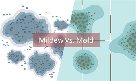 meilewds|Mildewed Definition & Meaning .